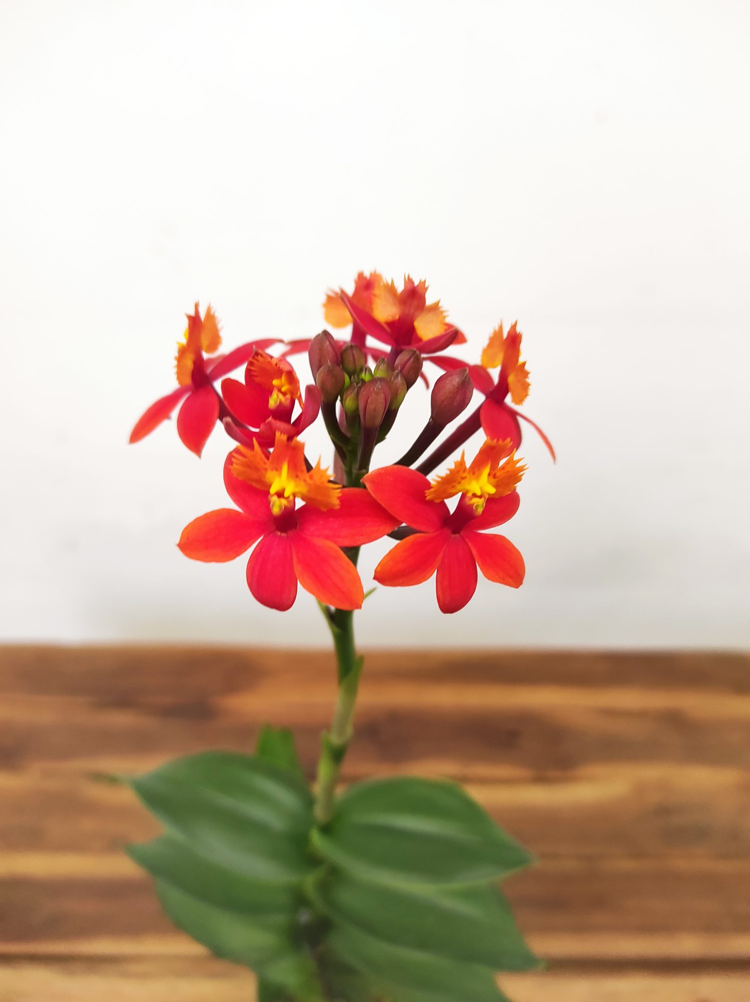 Epidendrum Radicans V.9