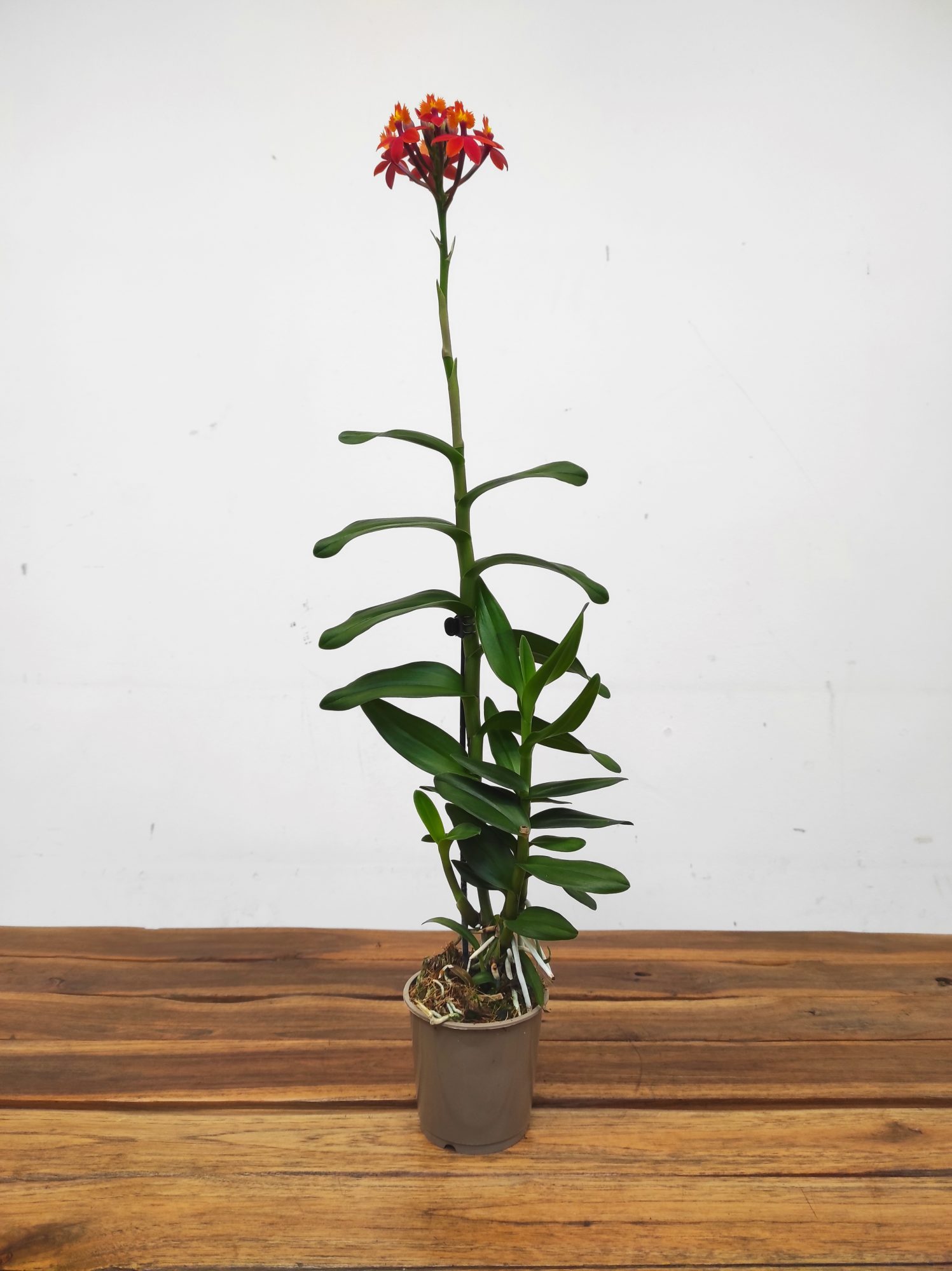 Epidendrum Radicans V.9 - Image 2