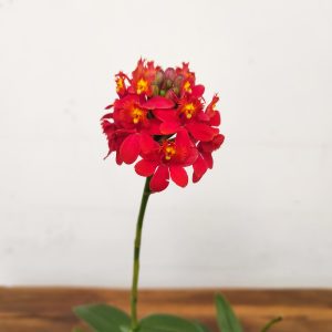 Epidendrum Radicans V.9