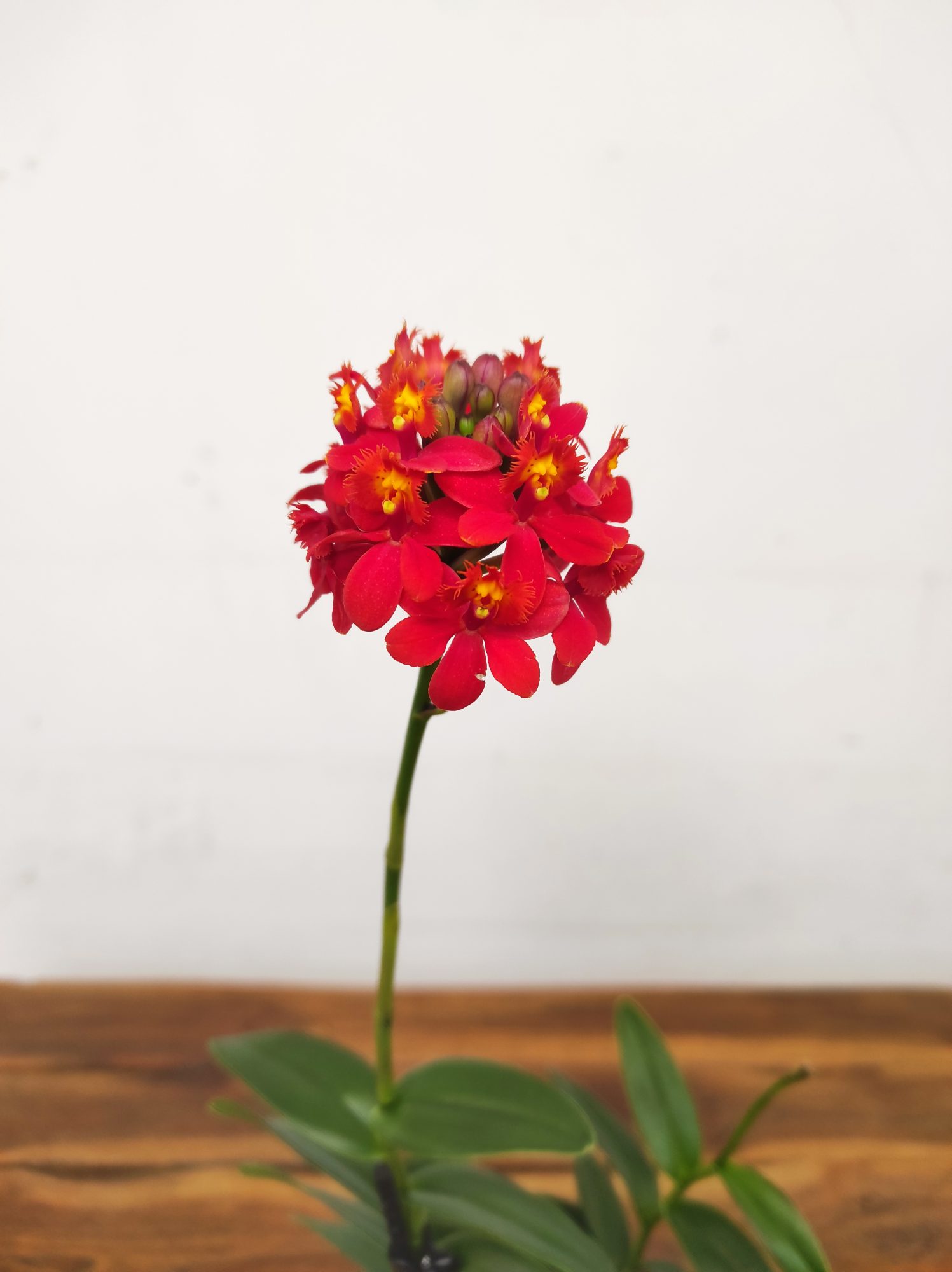 Epidendrum Radicans V.9