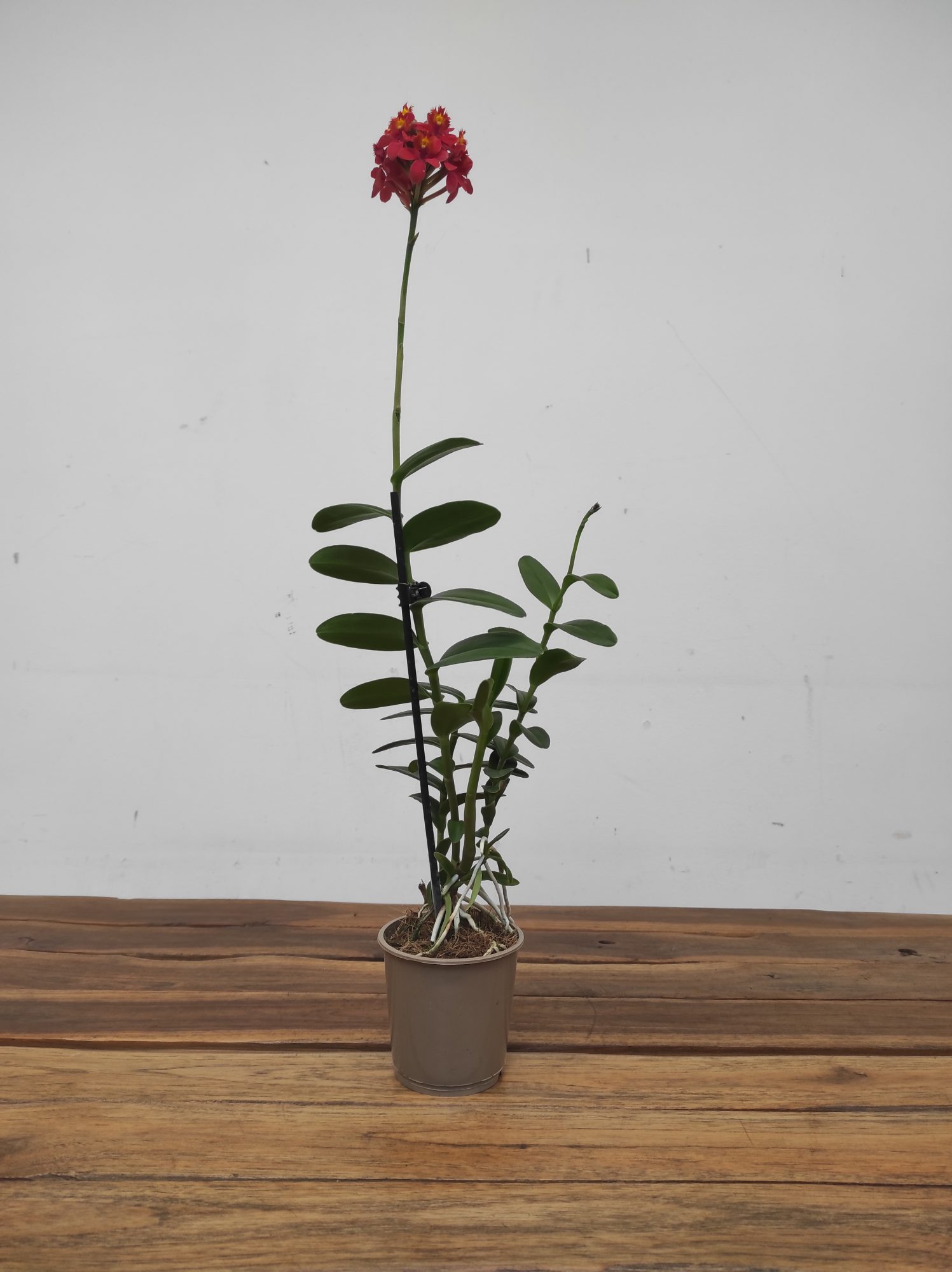 Epidendrum Radicans V.9 - Image 2