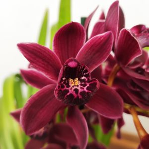 Cymbidium 2/3 Hastes - V.14