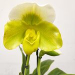 Paphiopedilum 'Amerikaanse'