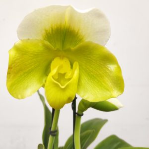Paphiopedilum 'Amerikaanse'