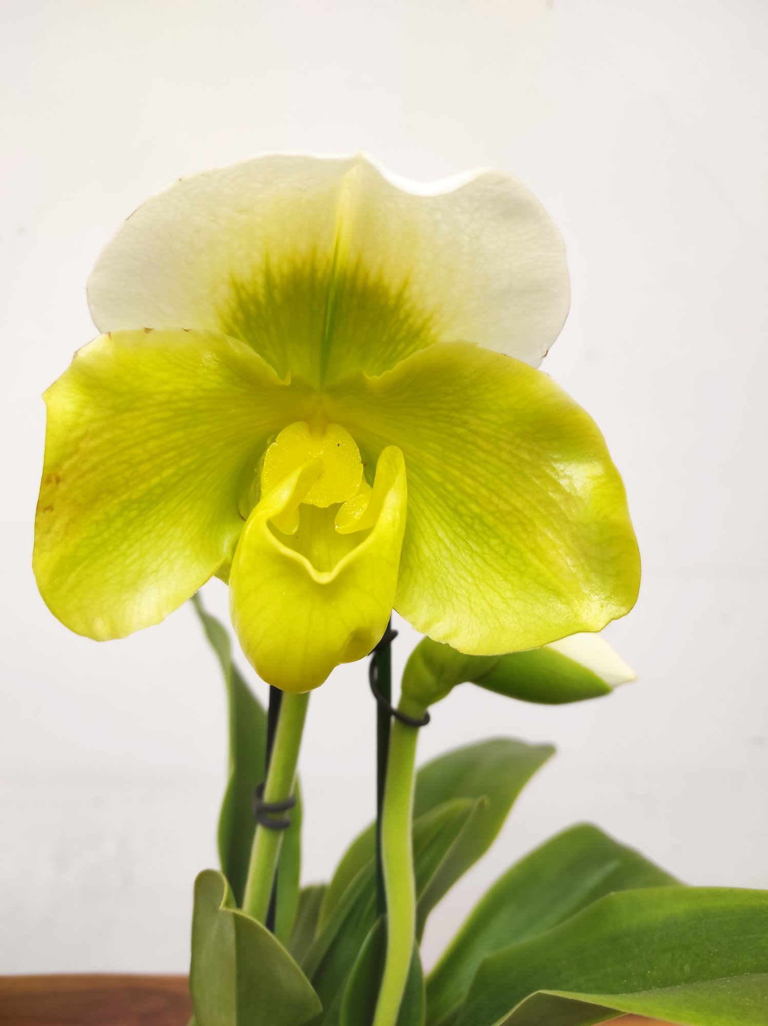 Paphiopedilum 'Amerikaanse'