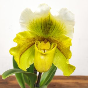 Paphiopedilum 'Amerikaanse'