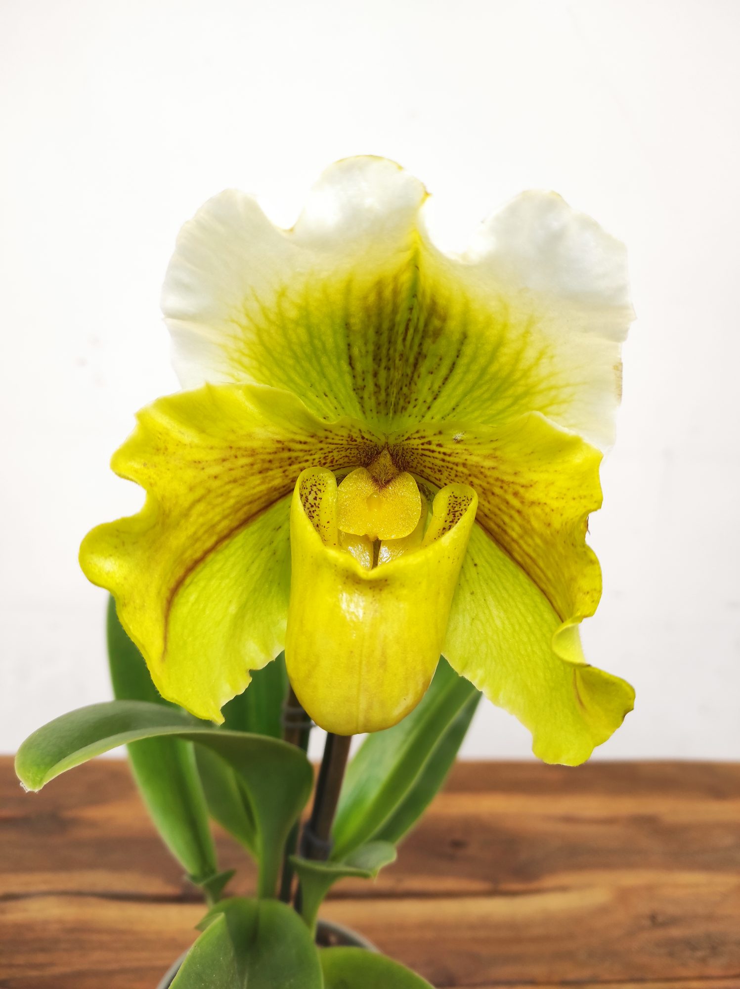 Paphiopedilum 'Amerikaanse'