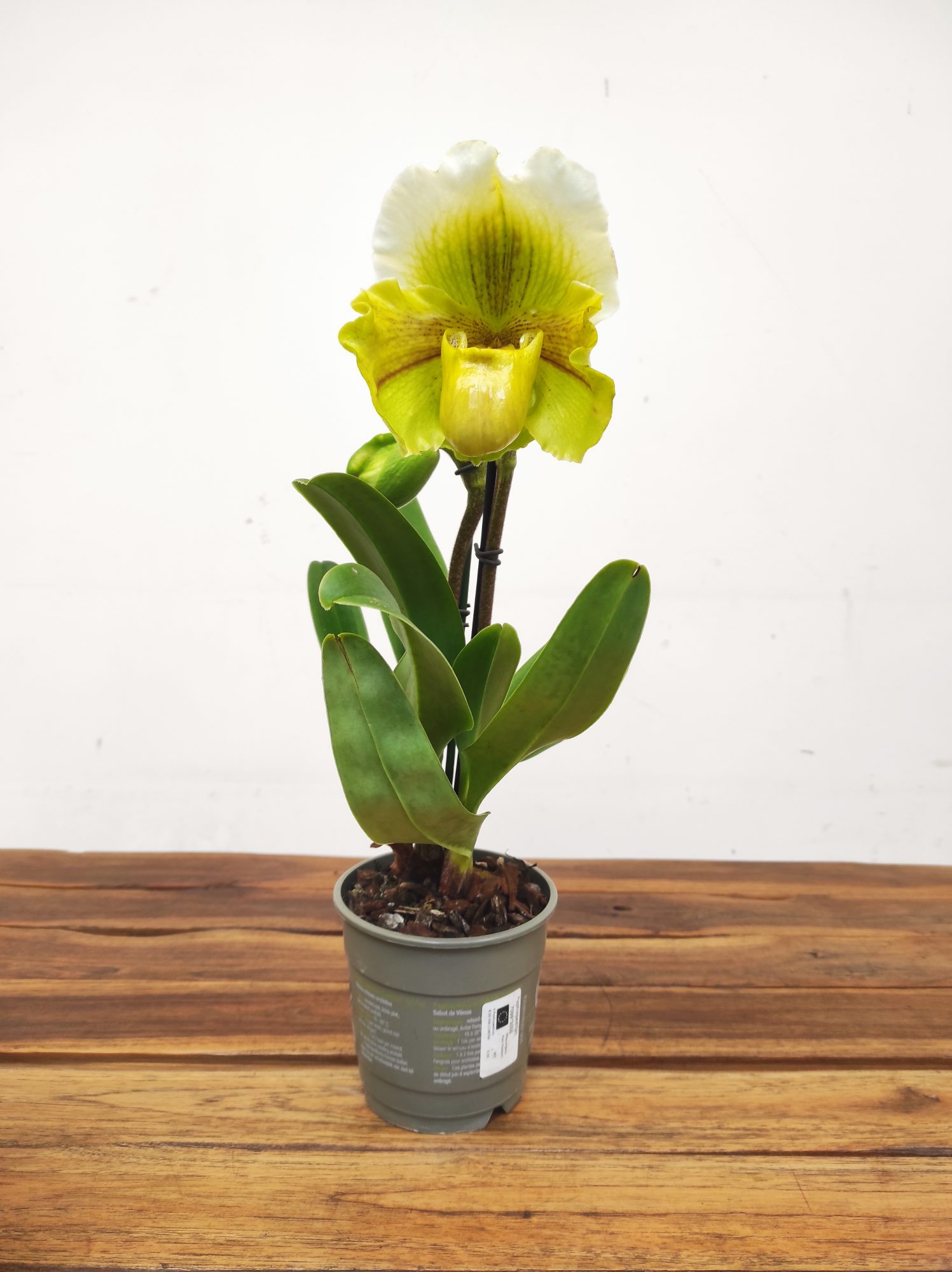 Paphiopedilum 'Amerikaanse' - Image 2