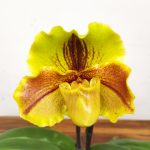 Paphiopedilum 'Amerikaanse'