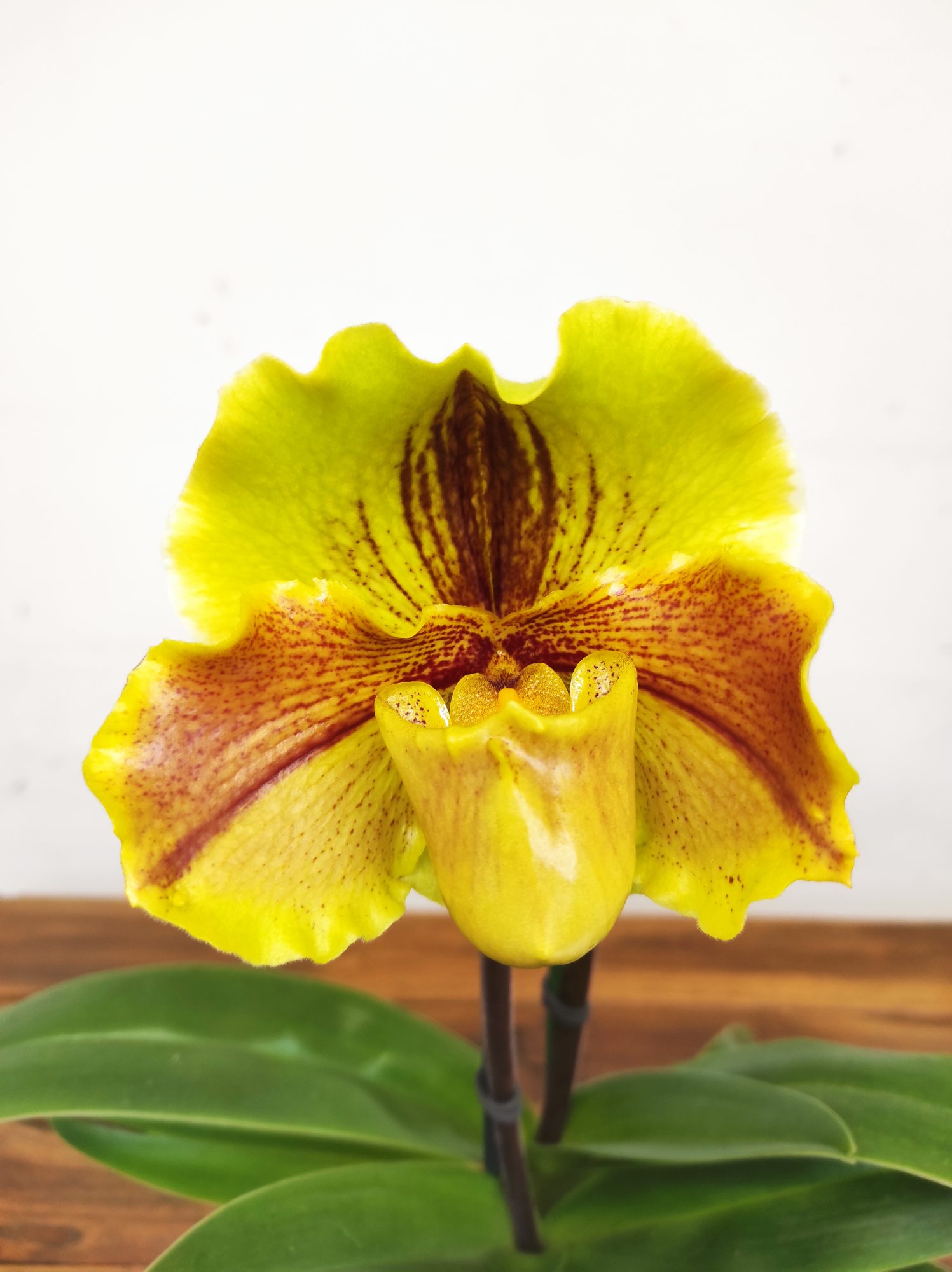 Paphiopedilum 'Amerikaanse'