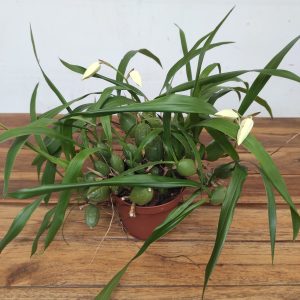 Coelogyne Cristata