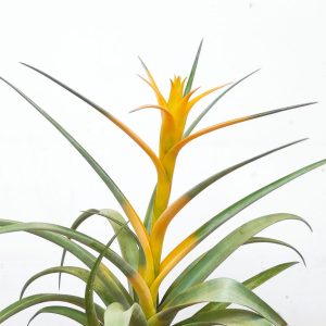 Tillandsia 'Maya Gold'