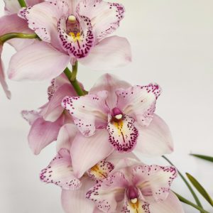 Cymbidium Especial 5 Hastes - V.21