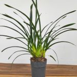 Cymbidium V.14 - Sem Flor