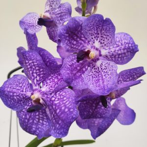 Vanda - 1 Haste