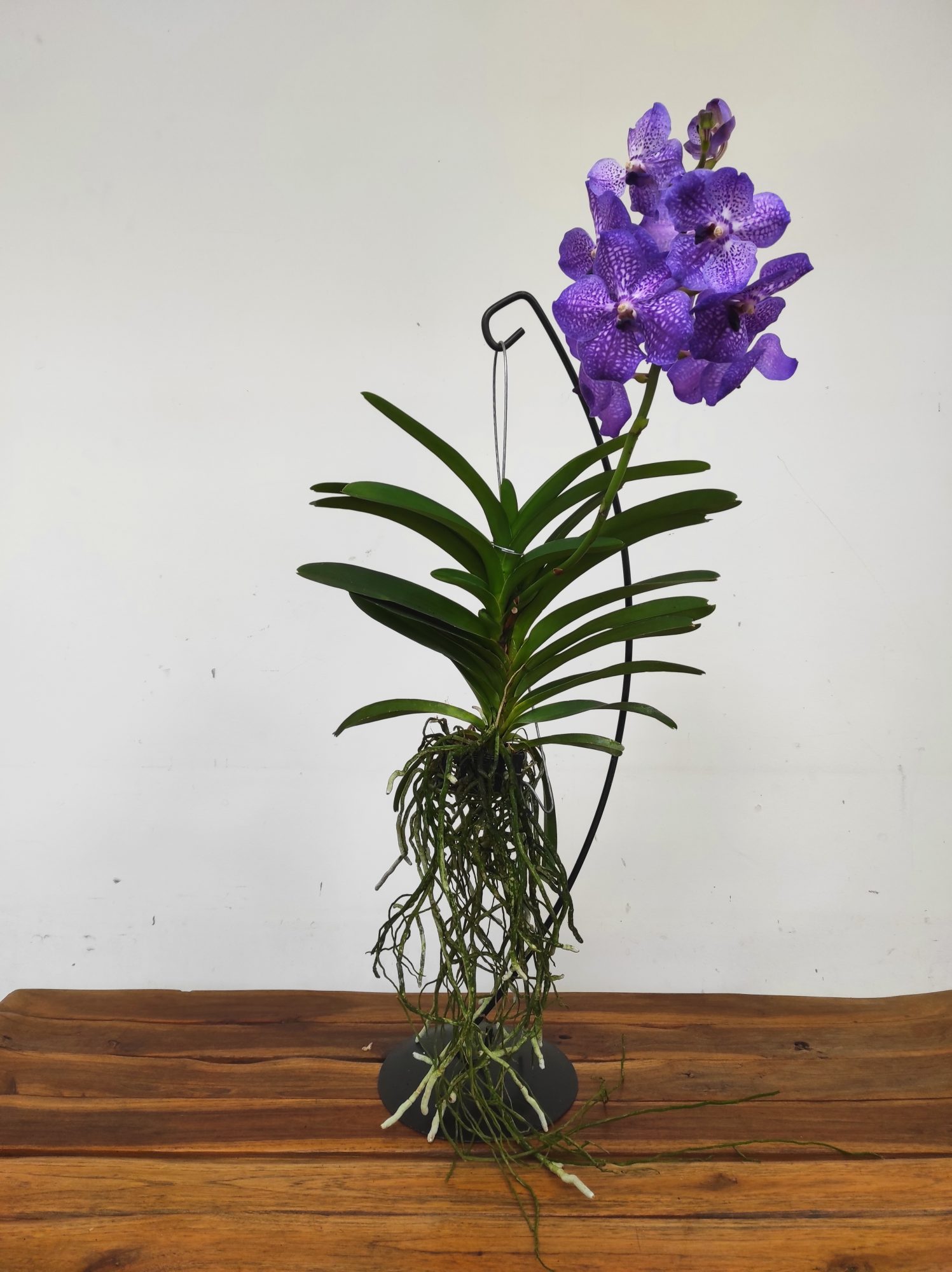 Vanda - 1 Haste - Image 2