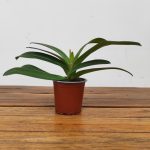 Paphiopedilum Sem Flor V.9