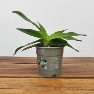 Paphiopedilum Sem Flor V.12