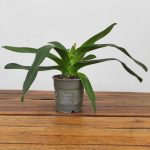 Paphiopedilum Sem Flor V.12