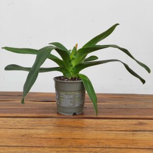 Paphiopedilum Sem Flor V.12