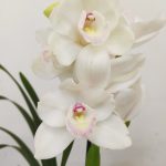 Cymbidium 1 Haste - V.14