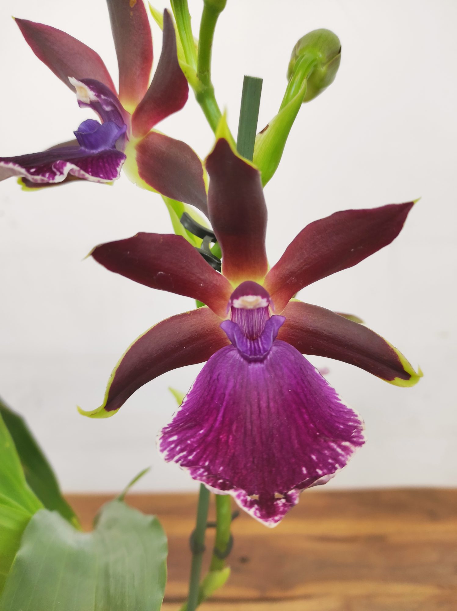 Zygopetalum 'Louisendorf'