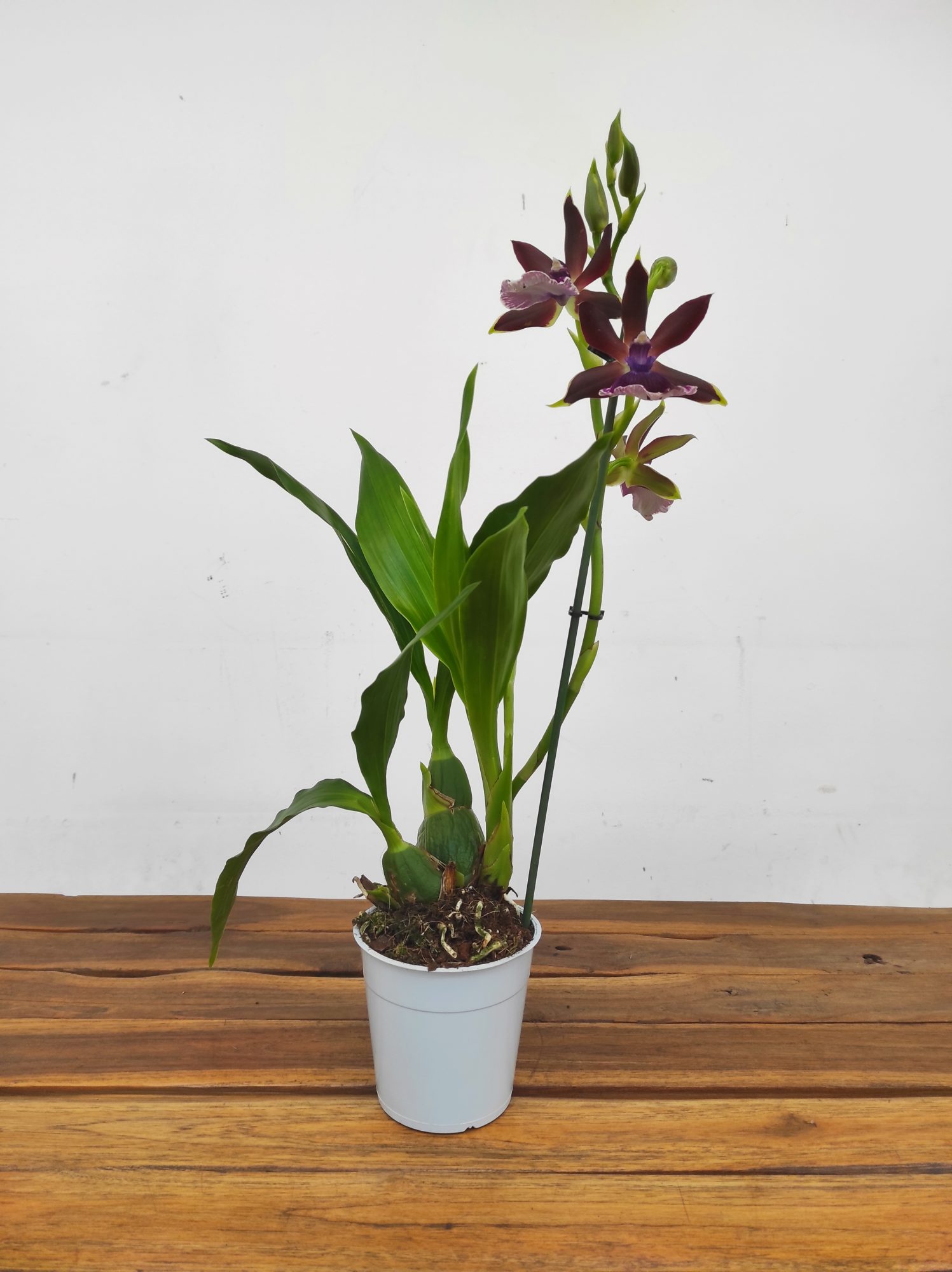 Zygopetalum 'Louisendorf' - Image 2