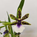 Zygopetalum 'Louisendorf'