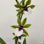 Zygopetalum 'Louisendorf'