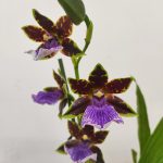 Zygopetalum 'Louisendorf'