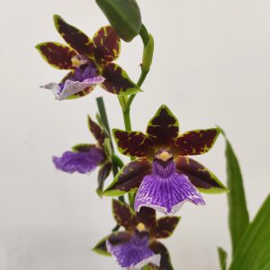 Zygopetalum 'Louisendorf'