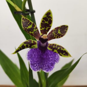 Zygopetalum 'Louisendorf'
