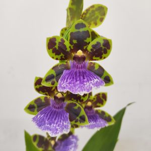 Zygopetalum 'Louisendorf'