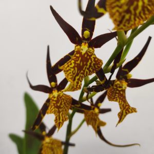 Brassia Summer Dream