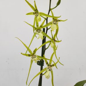 Brassia Summer Dream