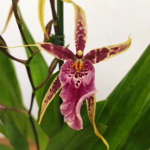 Brassia Summer Dream