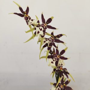 Brassia Summer Dream