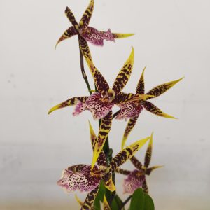 Brassia Summer Dream
