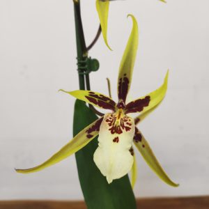 Brassia Summer Dream