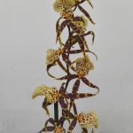 Brassia Summer Dream