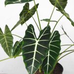 Alocasia Frydek