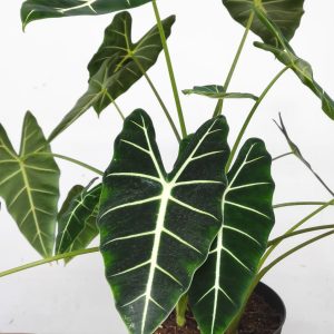 Alocasia Frydek