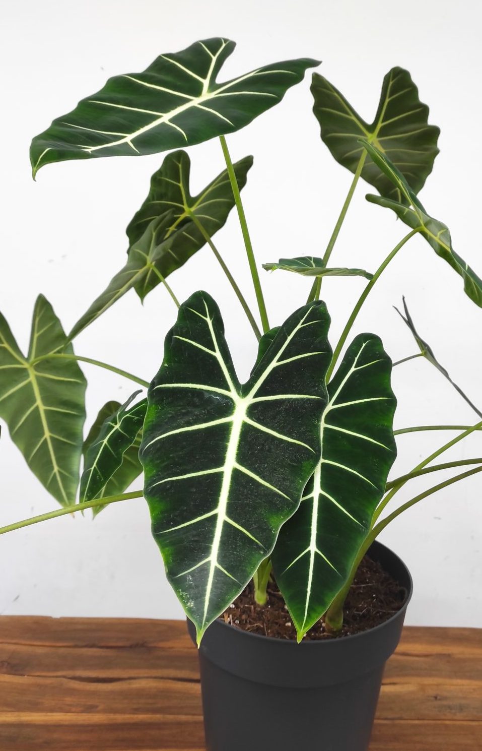 Alocasia Frydek