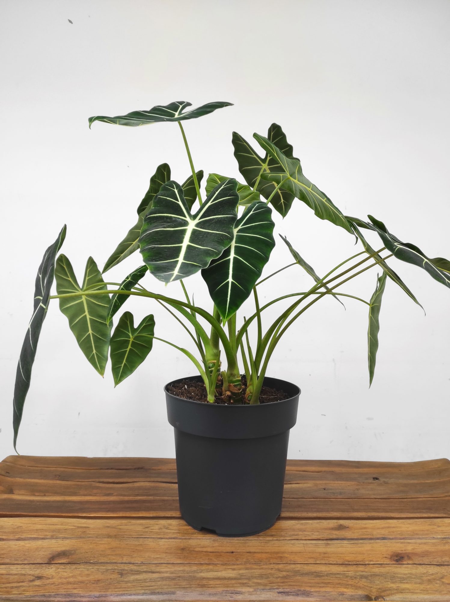 Alocasia Frydek - Image 2
