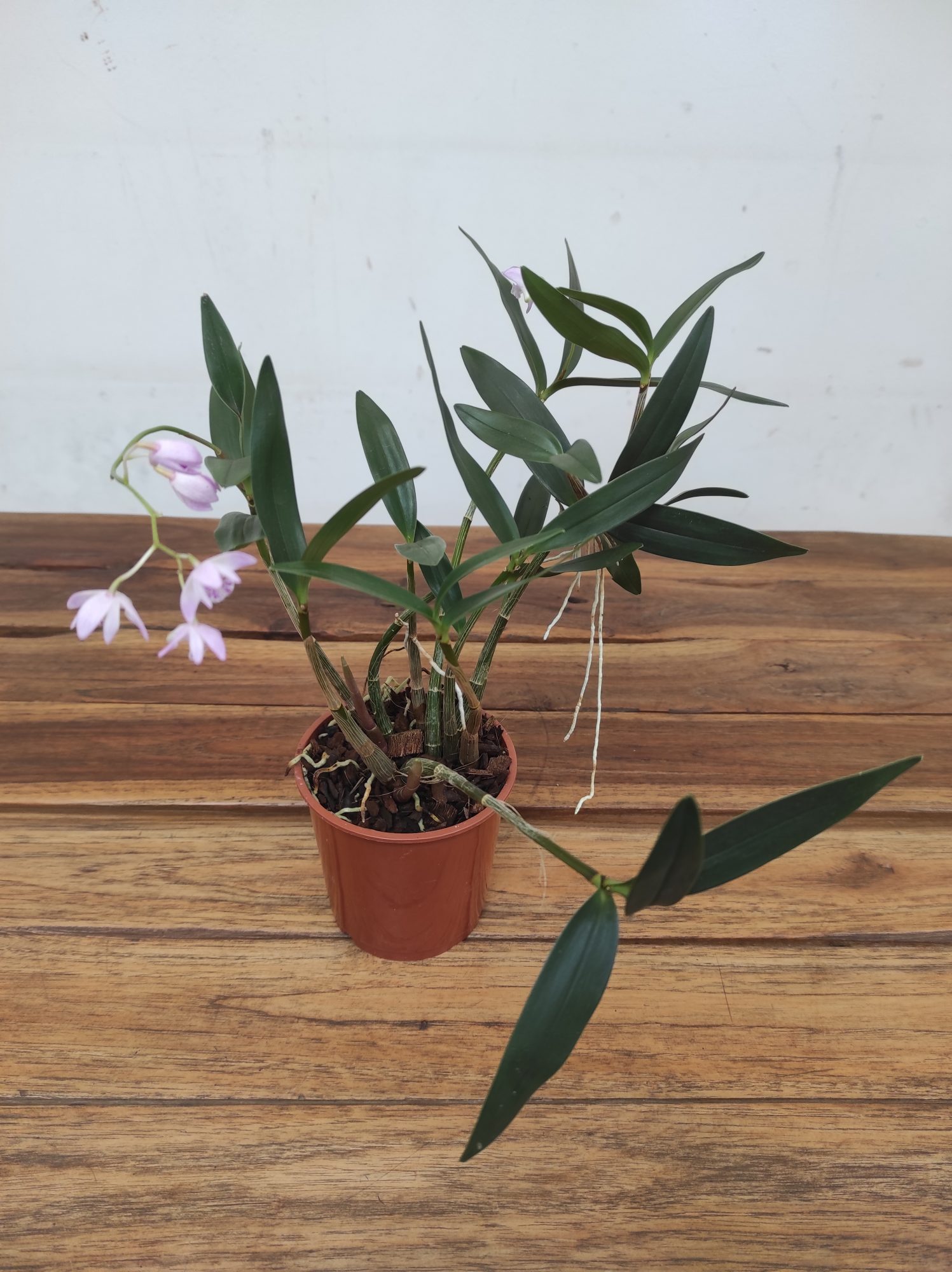 Dendrobium Kingianum - Image 2
