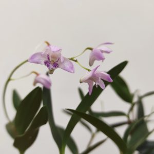 Dendrobium Kingianum
