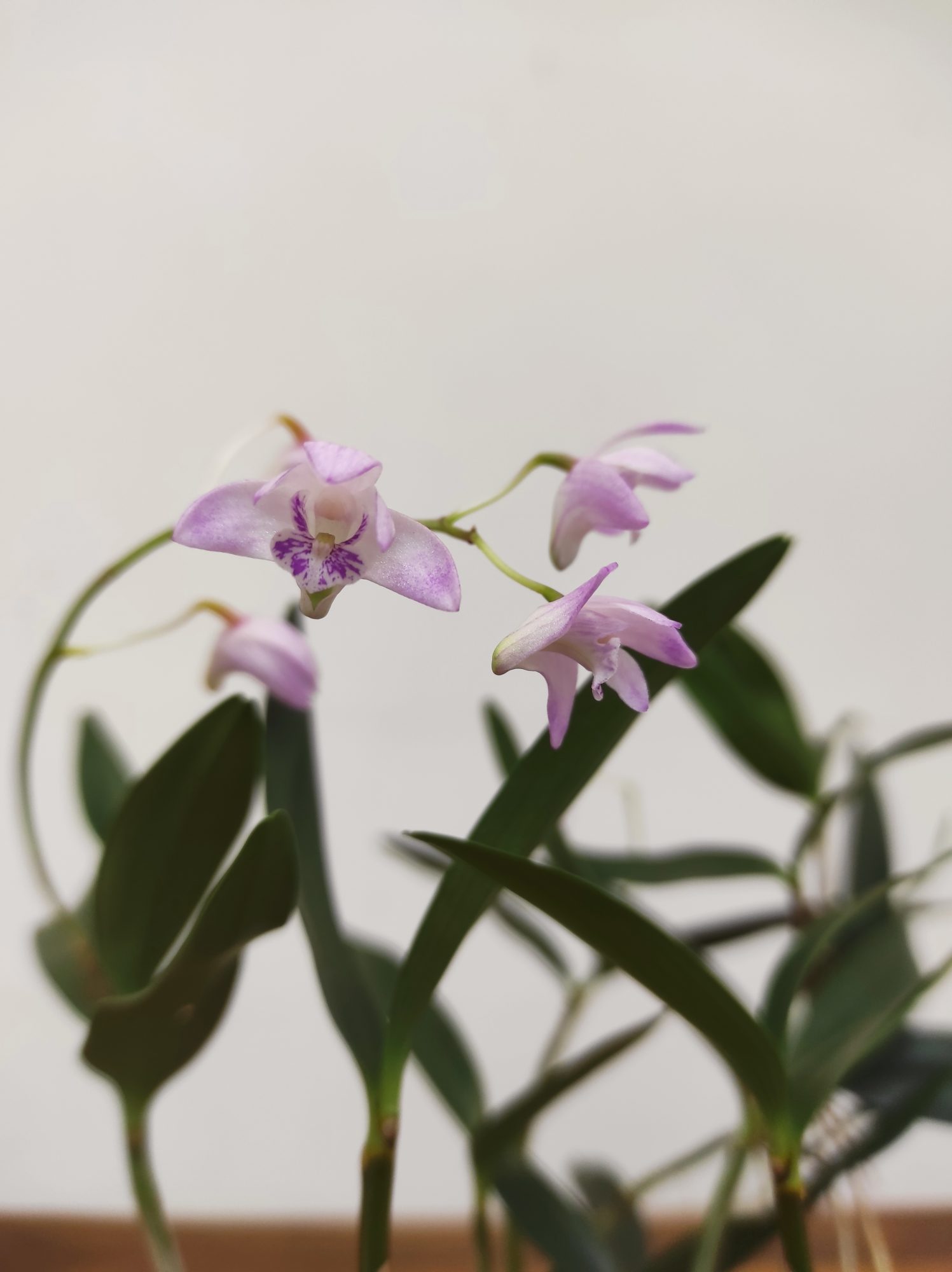 Dendrobium Kingianum