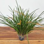 Dendrochilum Wenzelii