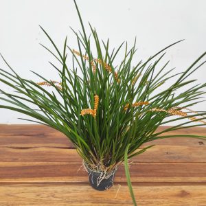 Dendrochilum Wenzelii