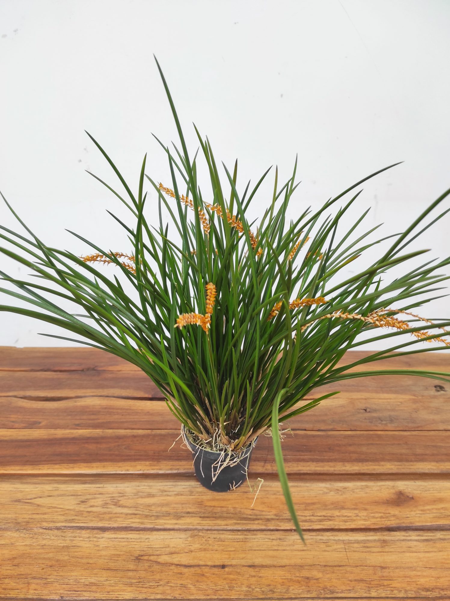 Dendrochilum Wenzelii